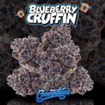 Blueberry Cruffin Strain by Cannatique blueberry pastry exotic cannabis worldwide